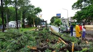 Seis árboles cayeron en la Ciudad debido a fuertes vientos del temporal