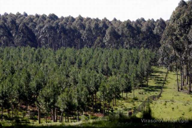 El secretario de Desarrollo Forestal Luis Mestres, informó que se solicitaron planes forestales