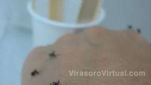 En el 2023, se registró un récord de casos de dengue en Argentina,