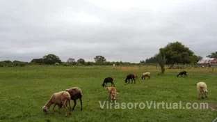 Daniel Romero impulsa la producción ovina en el Norte de Corrientes,