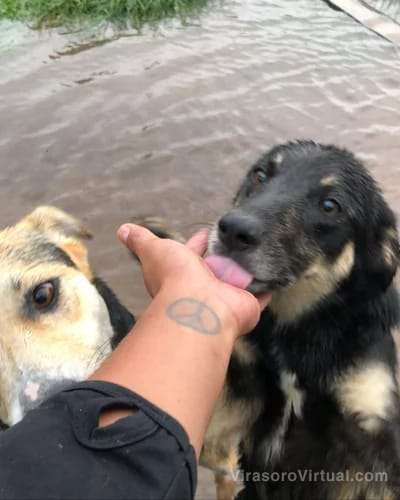 El refugio canino "Ana Aguirre" en Mercedes, Ctes, solicita ayuda para más de 80 animales