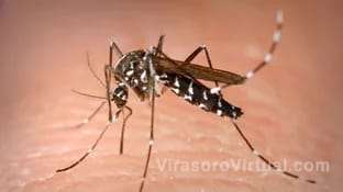 Corrientes registra otra muerte por dengue,
