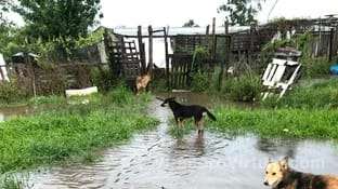 Proteccionistas en Ctes buscan donaciones para ayudar a cerca de 80 perros