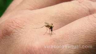 En Argentina, se han registrado 22,466 casos de dengue desde julio hasta enero,