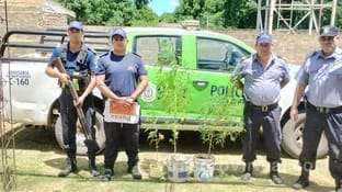 En Palmar Grande, la Comisaría descubrió tres plantas de marihuana en un domicilio cercano a la Ruta Provincial 87