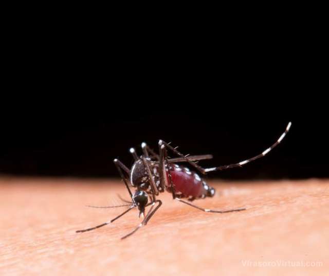 Atención brote de dengue en el país: ¿A qué hora pica el mosquito?