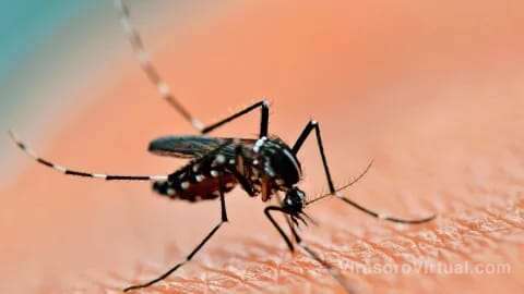 Salud Pública informa que el vector del Dengue, el AedesAegypti, ha sido detectado en la mayoría de los barrios de Corrientes