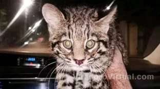 La Policía de Corrientes rescató a una cría de gato montés que estaba accidentada
