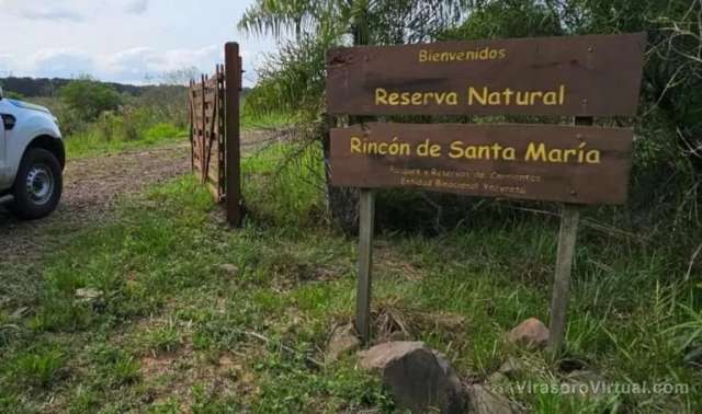 En la Reserva Natural Provincial Rincón Santa María, ubicada en Ituzaingó, se avistó un ocelote,