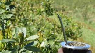 El sector yerbatero muestra preocupación por las recientes designaciones en el Instituto de la Yerba Mate,