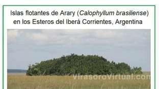 Se ha descubierto la existencia de islas flotantes en Corrientes,