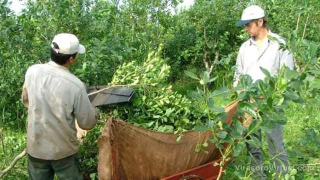 Productores de yerba mate en Andresito, acordaron aceptar la oferta de los secaderos de vender la hoja verde a 370 $