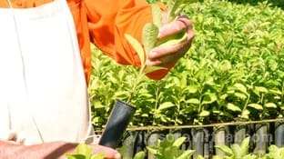 La reunión clave del Instituto Nacional de la Yerba Mate (Inym) para fijar los precios de la hoja verde