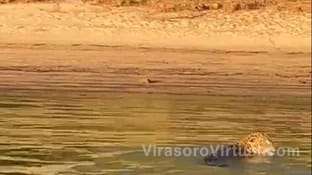 La Fundación Rewilding Argentina confirmó la aparición de un yaguareté en una playa de Itá Ibaté, Corrientes