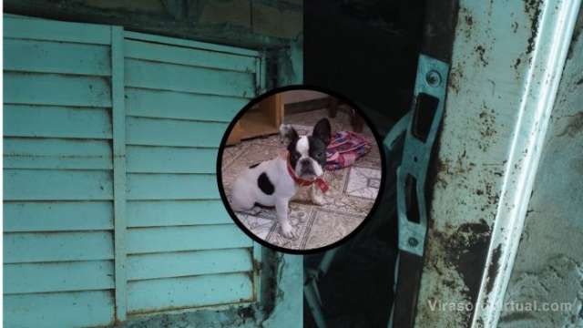 Una casa fue desvalijada a plena luz del día, y los delincuentes se llevaron varios objetos, incluyendo un bulldog frances