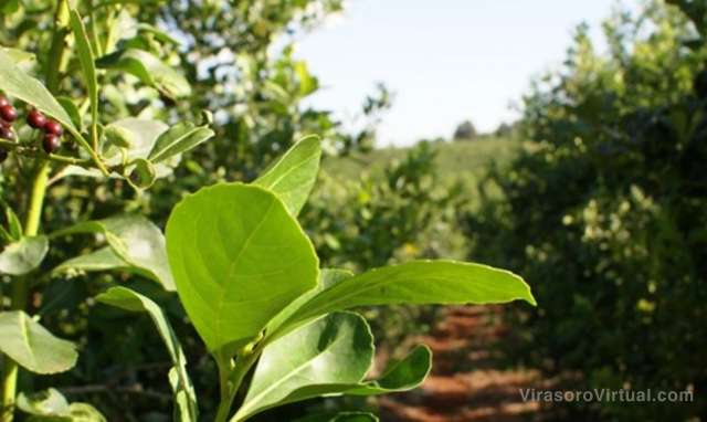 Precio de la yerba mate: el INYM actualiza la grilla de costos que será presentada en la próxima sesión de negociación