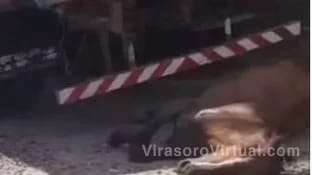 En la Ciudad de Corrientes, un caballo murió tras agonizar por más de media hora después de un accidente