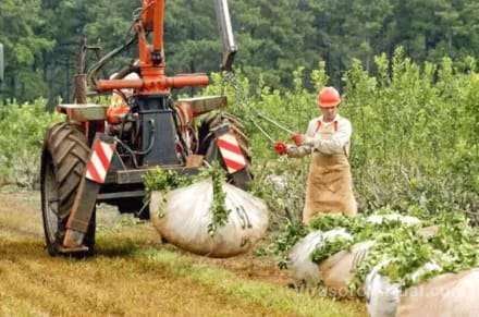 La producción de yerba mate en Corrientes está experimentando una lenta recuperación