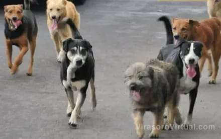En Mburucuyá, Corrientes, alrededor de cien perros han muerto por posibles intoxicaciones masivas