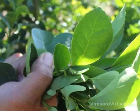 Productores y representantes del INYM se reunirán nuevamente para discutir el precio de la hoja verde