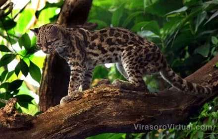 La UNNE ha presentado los primeros registros documentados de la especie de gato silvestre "Margay" (Leopardus wiedii)