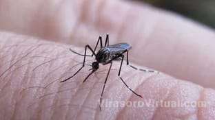 El Ministerio de Salud de la Nación destaca la importancia de no automedicarse en caso de síntomas de dengue,