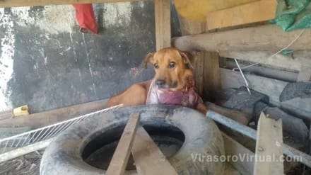 El intendente de Virasoro presentó una denuncia por maltrato animal
