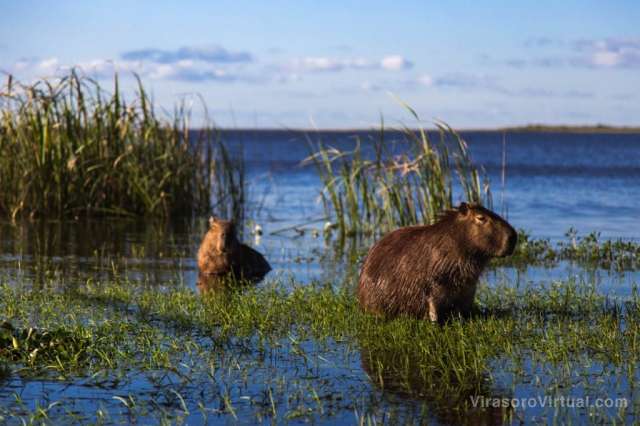 El Parque Iberá, junto con el parque provincial  es uno de los mayores logros de conservación en Argentina