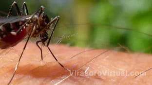 Se confirmo un fallecimiento por dengue