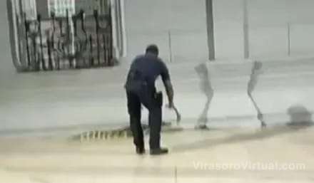 Apareció un yacaré en pleno centro de Ituzaingo