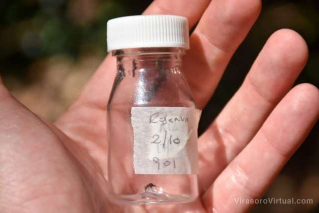 El proyecto de investigación en la reserva ecológica de Sto Tomé busca capturar mosquitos