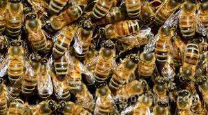 Un hombre terminó internado tras ser atacado por un enjambre de abejas en  Virasoro