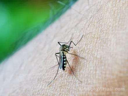 Vacuna dengue gratuita