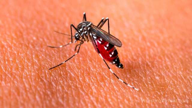 Por día casi 40 personas contagiadas de dengue en Santo Tome