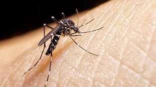 Muerte por dengue