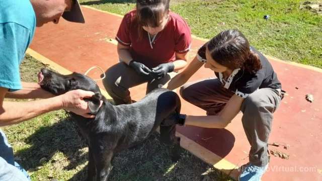 Vacunación antirrábica: