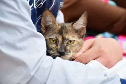 El programa "Mascotas Saludables" de la Municipalidad de Ctes ofrece servicios veterinarios gratuitos,