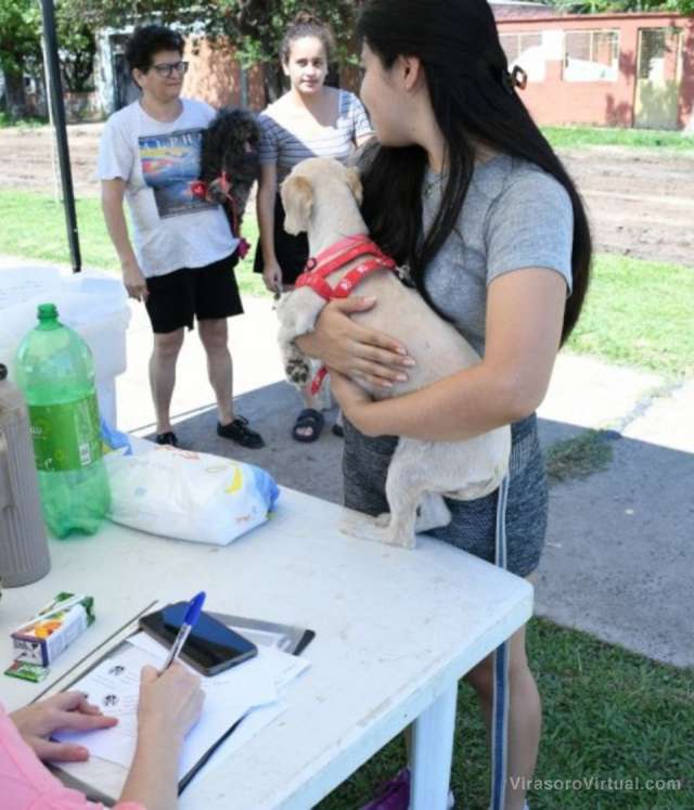 Mascotas saludables: los barrios en los que se realizarán castraciones y vacunaciones