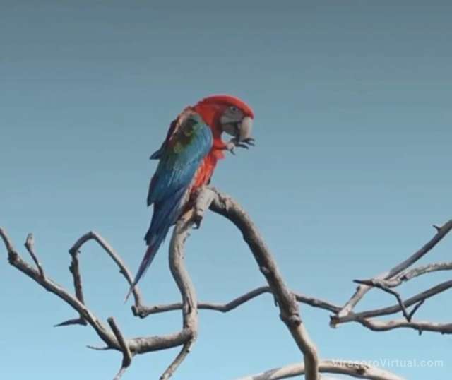 Los pichones de guacamayos rojos en Iberá han comenzado a volar del nido,