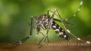 La epidemia de dengue en el país sigue acumulando contagios: