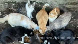Rifa solidaria para un refugio de animales