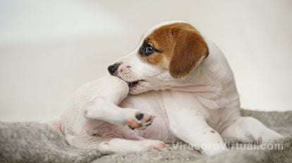 Combatir pulgas y garrapatas en perros de forma natural, utilizando ingredientes domésticos como levadura de cerveza