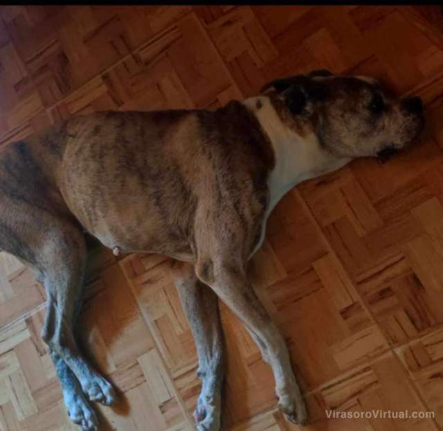 Se perdió perrita