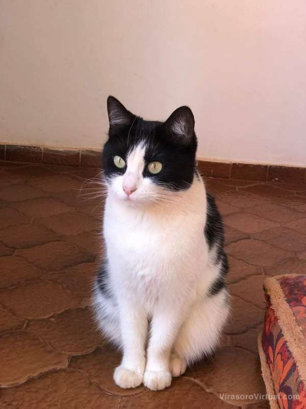 Se perdio Gatita
