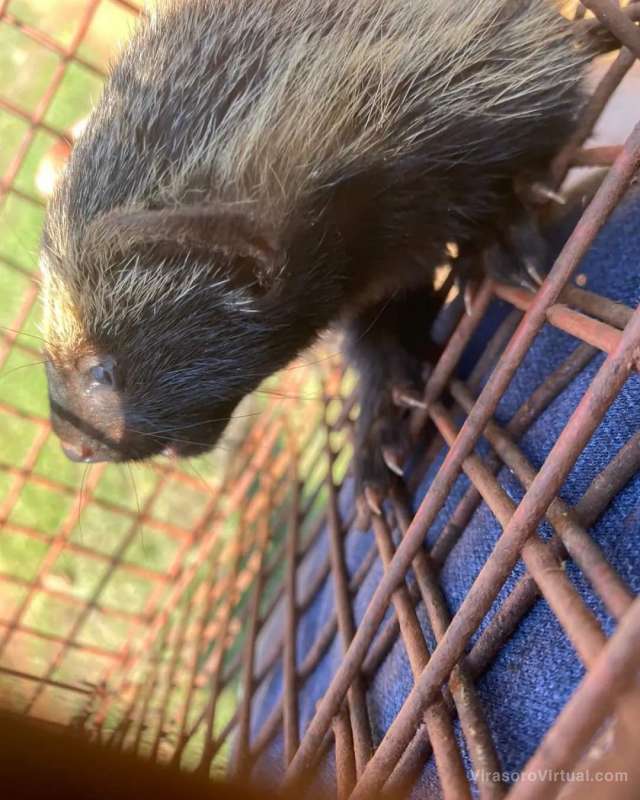 Primer caso de rescate y liberación de un #Hurón Menor Galictis cuja en la región