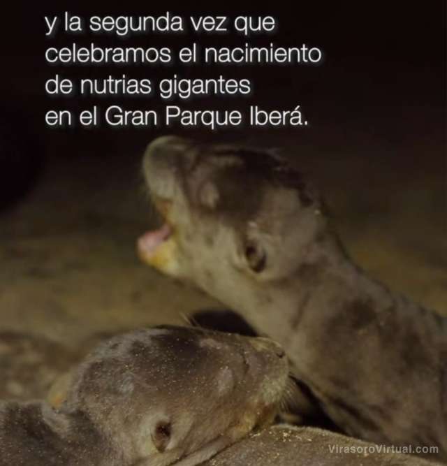 Reintroducción: 4 cachorros de nutria gigante son los nuevos protagonistas del Iberá