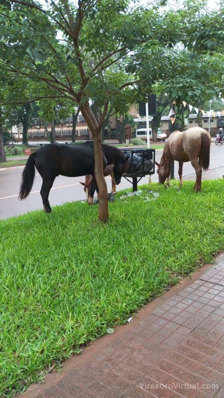Animales sueltos en distintos puntos de la ciudad