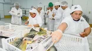 La empresa arrocera San Carlos, ubicada en Chaco, exportó 7 toneladas de pacú
