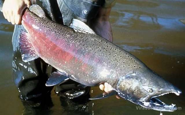 El Instituto de Ictiología del Nordeste confirmó la presencia de salmones no nativos en el río Paraná,