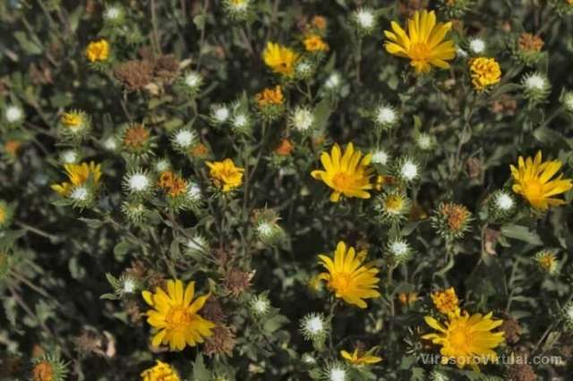 Plantas nativas para tratamiento contra el dengue